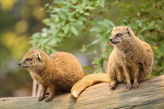 Ethiopian dwarf mongoose (Helogale hirtula) sitting on an old tree trunk, Bavaria, Germany, Europe