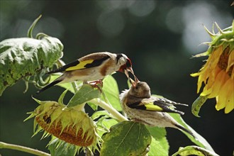 Goldfinches feeding, summer, Saxony, Germany, Europe