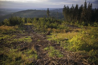 View of a forest area near Ilmenau in the Thuringian Forest destroyed by the Borkerkaefer. Ilmenau,