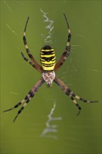 Wasp spider, zebra spider, tiger spider, wasp spider (Argiope bruennichi), Alzey-Worms district,