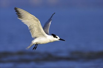 Sandwich tern (Sterna sandvicensis), Bowman's Beach, Sanibel Island, Florida, USA, North America