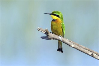 Africa, Spain, Dwarf Bee-eater, Merops pusillus, Spain, Spain, Europe