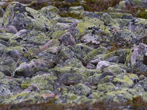 Boulders and stones, forming ancient, tidal shoreline, covered in lichen, Varanger National Park,