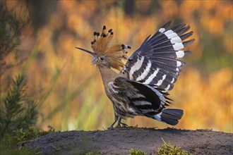 Hoopoe (Upupa epops) Bird of the Year 2022, raised bonnet, feeding the young bird, golden hour,