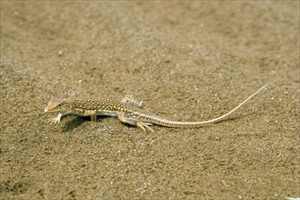 Desert lizard, (Meroles anchietae), lizard lurking in the sand of the Namib Desert, Sossusvlei,