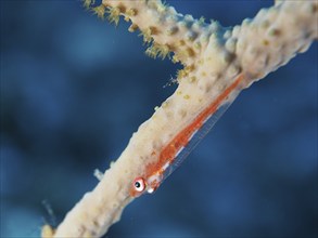 Small orange-coloured fish, dwarf pygmy goby (Bryaninops cf discus), hanging from a coral branch