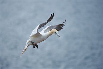 Close-up of Northern gannet (Morus bassanus) in spring (april) on Helgoland a small Island of