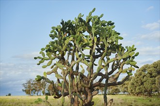 Landscape of an Indian fig opuntia (Opuntia ficus-indica) cactus in spring, Australia, Oceania