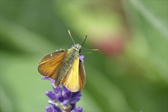 Large skipper (Ochlodes venatus), collecting nectar from a flower of Common lavender (Lavandula