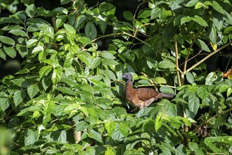 Grey-headed guan (ortalis cinereiceps), bird sitting in a shrub, Heredia province, Costa Rica,