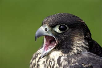 Peregrine falcon (Falco peregrinus), adult, calling, portrait, Germany, Europe