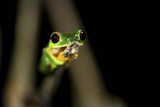 Red-eyed tree frog (Agalychnis callidryas), sitting on a branch, at night in the tropical