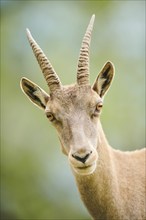 Alpine ibex (Capra ibex) female, portrait, wildlife Park Aurach near Kitzbuehl, Austria, Europe