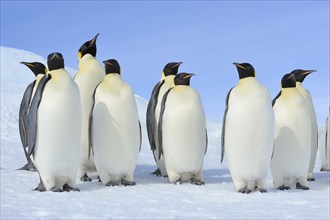 Emperor penguins (Aptenodytes forsteri), Group of Adult, Snow Hill Island, Antartic Peninsula,