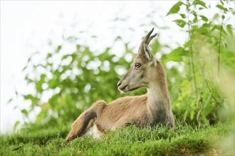 Alpine ibex (Capra ibex) female lying on a meadow, wildlife Park Aurach near Kitzbuehl, Austria,