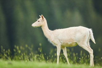 European fallow deer (Dama dama) hind standing on a meadow, tirol, Kitzbühel, Wildpark Aurach,