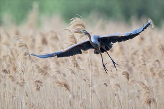 Purple heron (Ardea purpurea) in flight, Baden-Württemberg, Germany, Europe