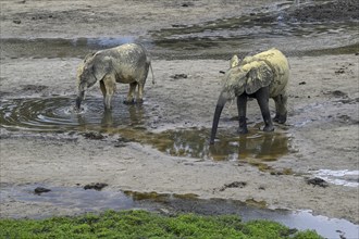 African forest elephants (Loxodonta cyclotis) in the Dzanga Bai forest clearing, Dzanga-Ndoki