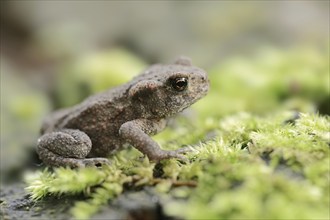 Common toad (Bufo bufo), juvenile, North Rhine-Westphalia, Germany, Europe