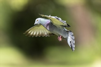 City dove (Columba livia forma domestica) in flight, wildlife, Germany, Europe