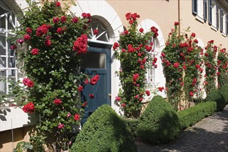 Climbing roses on the façade of Johannisberg Wine Castle, Rheingau, Hesse, Germany, Europe