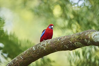 Close-up of a Crimson rosella (Platycercus elegans) wildlife in Australia