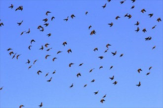 Starlings in the sky, September, Usedom, Mecklenburg-Western Pomerania, Germany, Europe