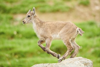 Alpine ibex (Capra ibex) youngster, running on a rock, wildlife Park Aurach near Kitzbuehl,