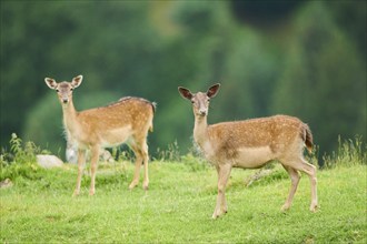 European fallow deer (Dama dama) hinds standing on a meadow, tirol, Kitzbühel, Wildpark Aurach,