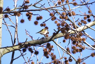 European goldfinch (Carduelis carduelis) in an amber tree, winter, Saxony, Germany, Europe