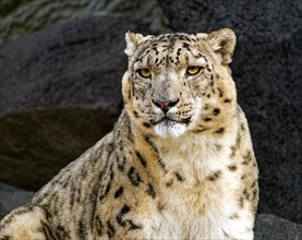 Snow leopard (Panthera uncia), adult, animal portrait, captive, Germany, Europe