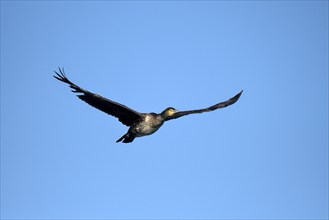 Great cormorant (Phalacrocorax carbo), in flight, in front of a blue sky, subsidence area, Bottrop,