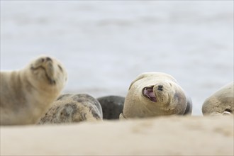 Common seal (Phoca vitulina) adult animal yawning on a seaside beach, Norfolk, England, United