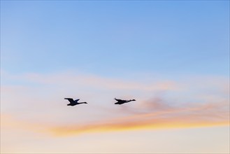 Flying Whooper swans (Cygnus cygnus) at a sky in sunset