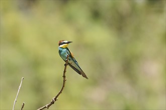 European bee-eater (Merops apiaster) sitting on a branch, Spain, Europe