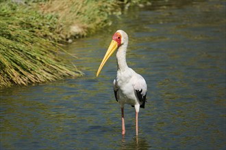 Yellow-bird Stork (Mycteria ibis), in the water, hunting, captive, distribution Africa