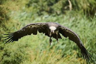 Griffon vulture (Gyps fulvus), flying, Spain, Europe