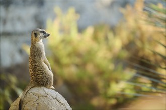 Meerkat (Suricata suricatta) standing on a little hill, captive, distribution Africa