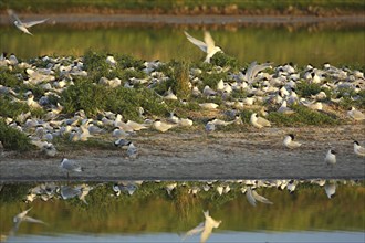 Breeding colony of Sandwich Tern (Sterna sandvicensis), reflection, shore, flight, breeding, troop,