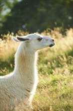 Llama (Lama glama) on a meadow, portrait, Tirol, Kitzbühel, Wildpark Aurach, Austria, Europe