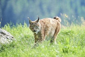 Eurasian lynx (Lynx lynx) walking through the grass, Wildpark Aurach, Kitzbühl, Tirol, Austria,