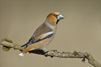 Hawfinch (Coccothraustes coccothraustes), male, sitting on a branch covered with moss, North