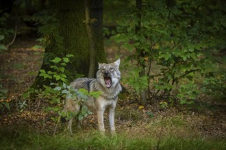 Moritzburg Game Reserve, Moritzburg, Saxony, Germany, Europe