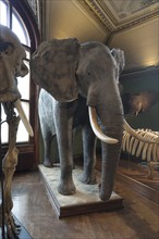 African elephant (Loxodonta africana), Narurhistorisches Museum, opened 1889, Vienna, Austria,