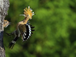 Hoopoe, (Upupa epops), breeding den, young feeding, hoopoe family, formerly raptors, Hides de El