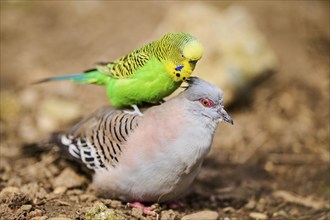 Animal Friendship of a Crested pigeon (Ocyphaps lophotes) cuddeling a Budgerigar (Melopsittacus