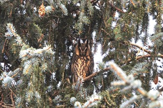 Long-eared owl (Asio otus), winter, Saxony, Germany, Europe