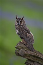 Long eared owl (Asio otus) adult bird on a tree branch, United Kingdom, Europe