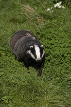 European badger (Meles meles) adult animal in grassland, United Kingdom, Europe