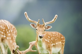 European fallow deer (Dama dama) stag, portrait, tirol, Kitzbühel, Wildpark Aurach, Austria, Europe